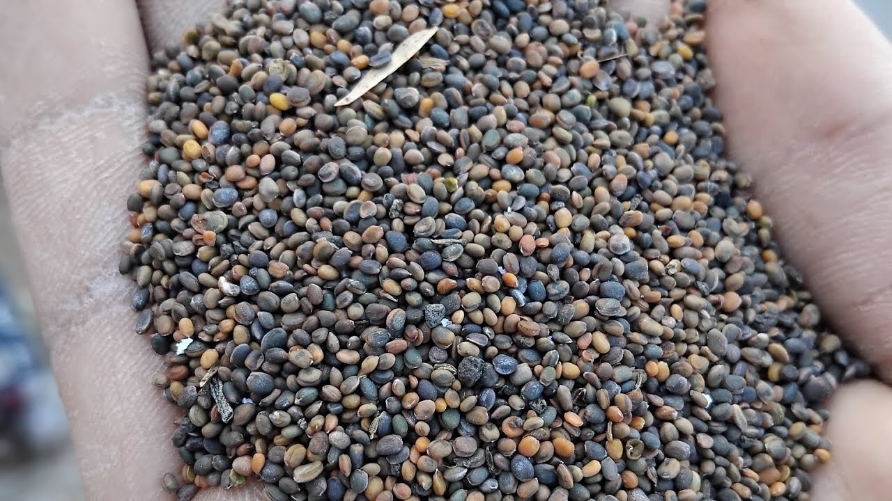 طريقه زراعه الجرجير