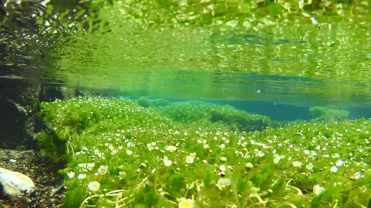 4k 水中花 梅花藻 水中のバイカモ Underwater Ranunculus Aquatilis Youtube