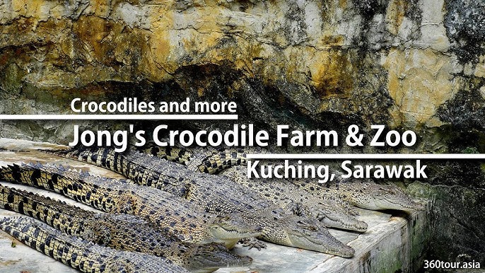 Crocodile farming economically viable in Sarawak