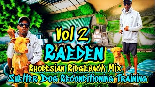 Reconditioning (Raeden) Rhodesian Ridgeback Mix Rescue From Fear To Fun Vol 2