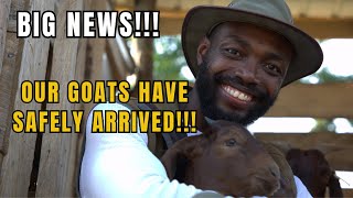 THE NEW SEMANHYIA L&D FARM RECEIVES GOATS TO BEGIN OPERATIONS || Farming In Africa