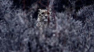 SNOW LEOPARD EXPEDITION 2023 | KIBBER WILDLIFE SANCTUARY | SPITI VALLEY | GREY GHOST OF HIMALAYA