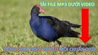 Tiếng Chim Trích Ré Kêu Mồi Chuẩn 2020