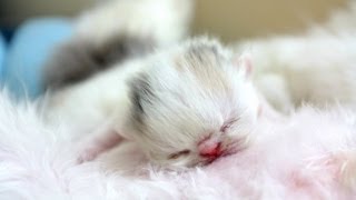 Dancing Newborn Marshmallow Kitten