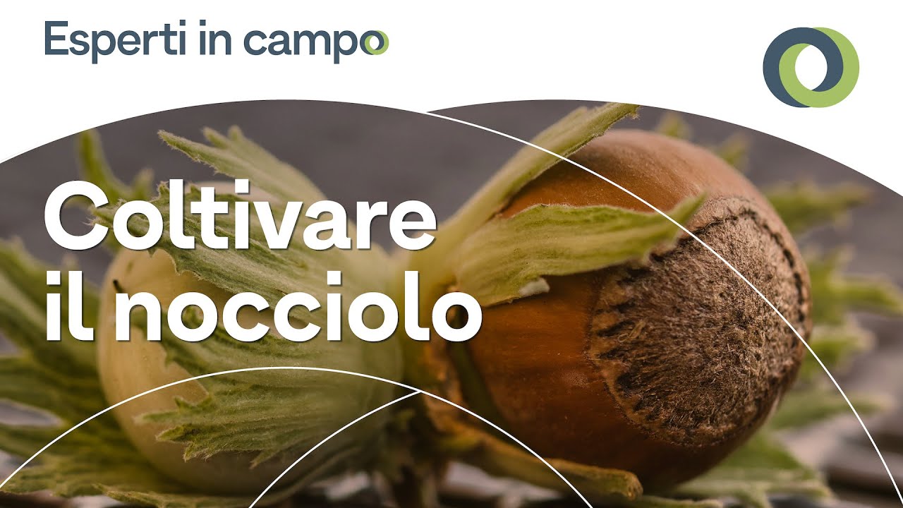 La coltivazione del nocciolo