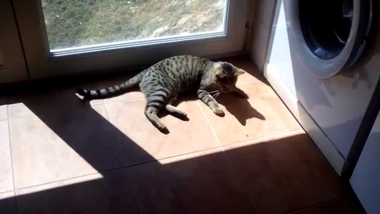Cat catching flies YouTube