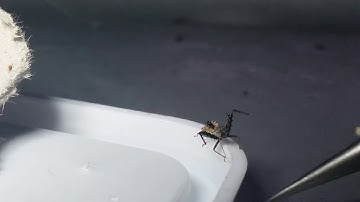 Assassin Bugs: Spined Assassin Bug (Sinea Diadema) Nymph Feeding.