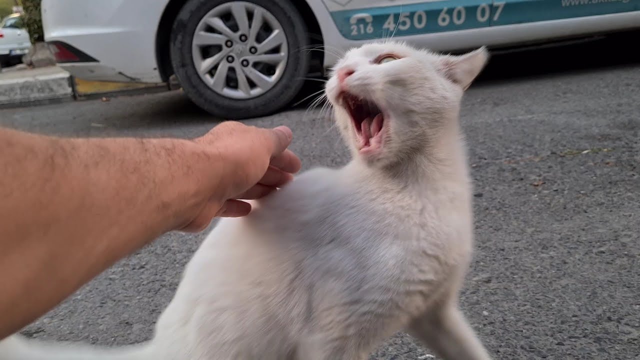 White Raging Cat Angry White Cat she is always Angry and Aggressive. - YouTube