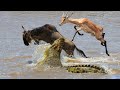 Wildebeest And Impala Vs. Crocodile In A Big Battle
