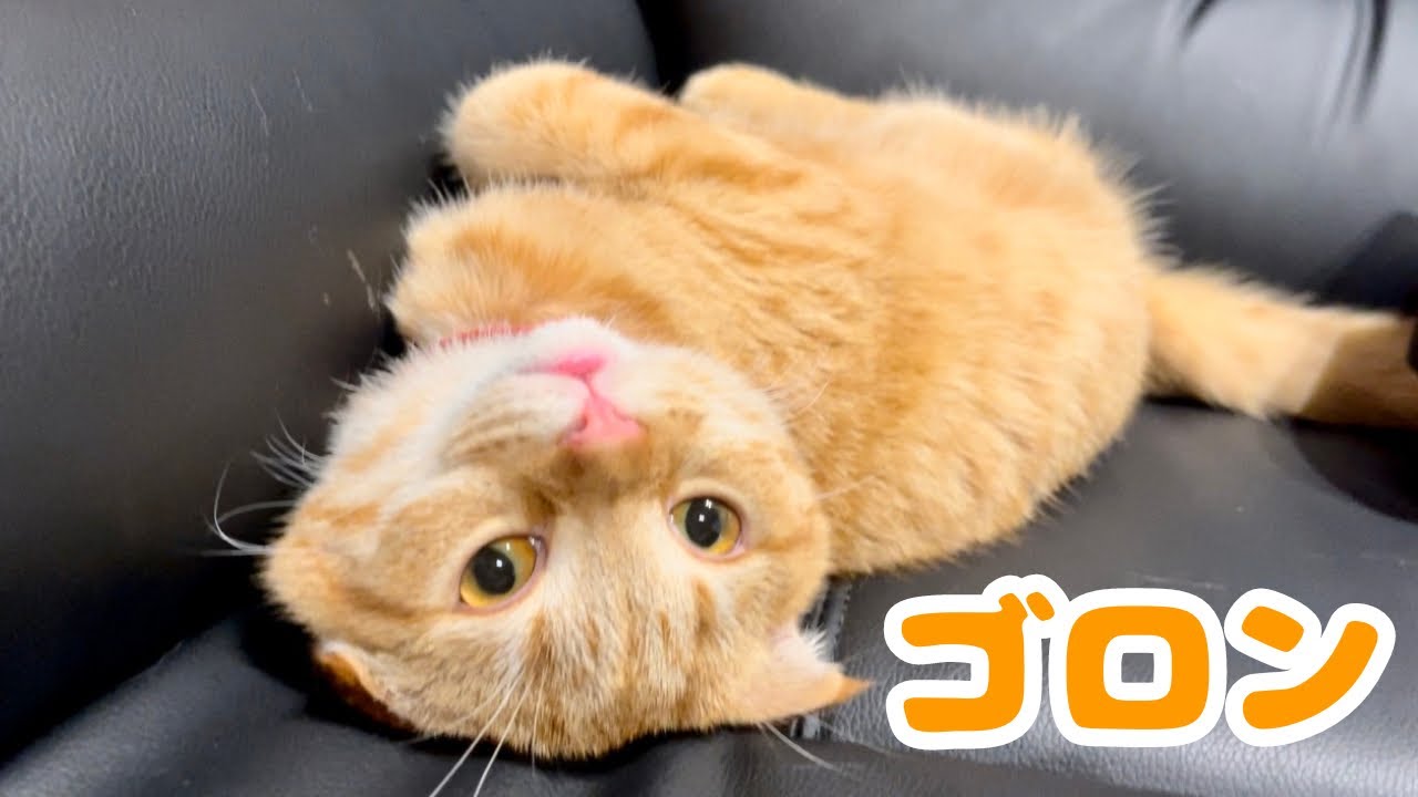 子猫が太々しく成長しました