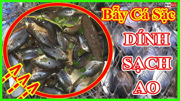 Mồi Bẫy Cá Sặc ĐƠN GIẢN, DÍNH SẠCH AO, AI CŨNG MÊ / Một Góc Miền Tây vlogs