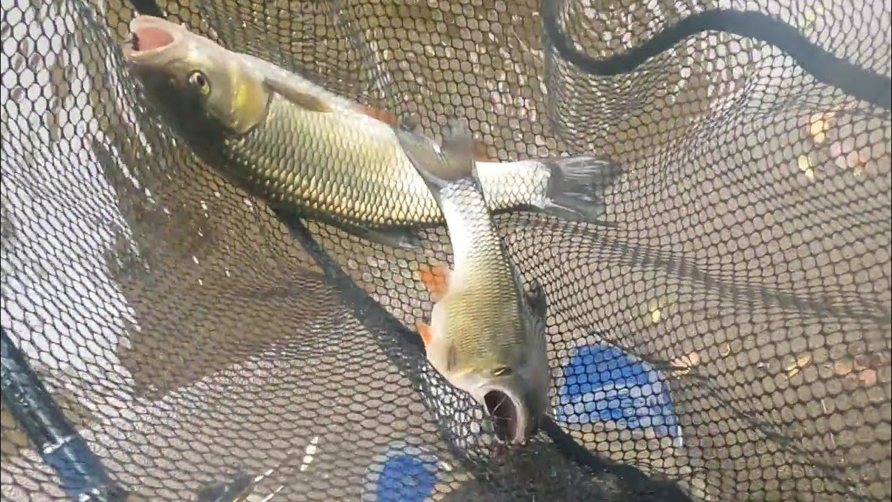 Река Искър при Лакатник.Кефали безкрай!