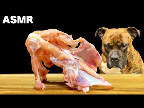 【大食い犬ASMR】鶏のガラを豪快に噛み砕く愛犬 MUKBANG Dog eats raw meat bones