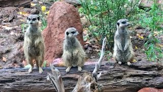 フライブルク ムンデンホフ ミーアキャット(Erdmännchen) のライブ映像