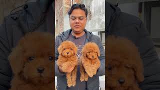 😱 Real Toy Poodle Puppy  In Delhi #toypoodle #dogkennel