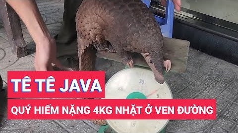 Hai kỹ sư nhặt được tê tê Java quý hiếm nặng 4kg ở ven đường