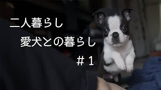 【二人暮らし】【愛犬との暮らし】ボストンテリア飼いました。　VLOG