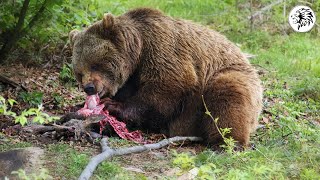 عندما يقترب الدب الجائع من الماعز و الخنزير البري - أقوى افتراس في عالم الحيوان!