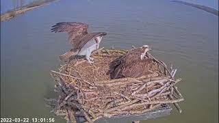 Osprey Intruder