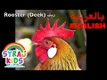 Learn Farm Animals English Arabic Bilingual حيوانات المزرعة بالعربية و الانجليزية Learn Farm Animals English Arabic Bilingual حيوانات المزرعة بالعربية و الانجليزية