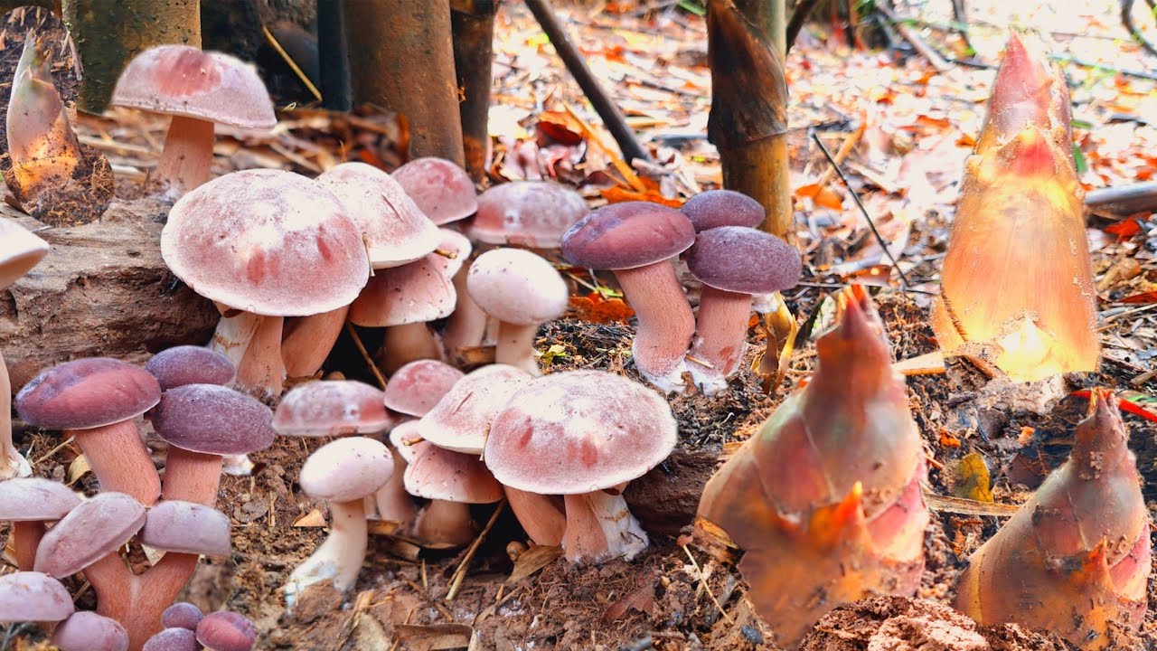 หมานสองเด้ง‼️พ้อเห็ดผึ้งในดงหน่อไม้ แถมสุดยอดหน่อนางดินสวยงามมาก 31พ.ค.68