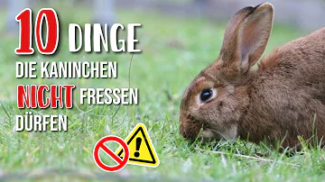 Was darf ein Hase nicht essen?