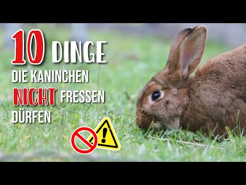 Video: Können Kaninchen Schnittlauch essen?
