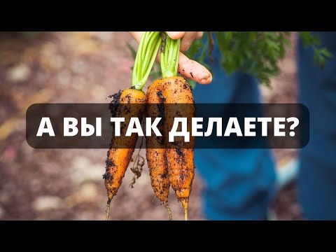 Почему гниет морковь и как это связано с временем уборки