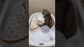¡Este video te ara REÍR!🤣🐱💨 #humor #cat #cats #cute Net Worth