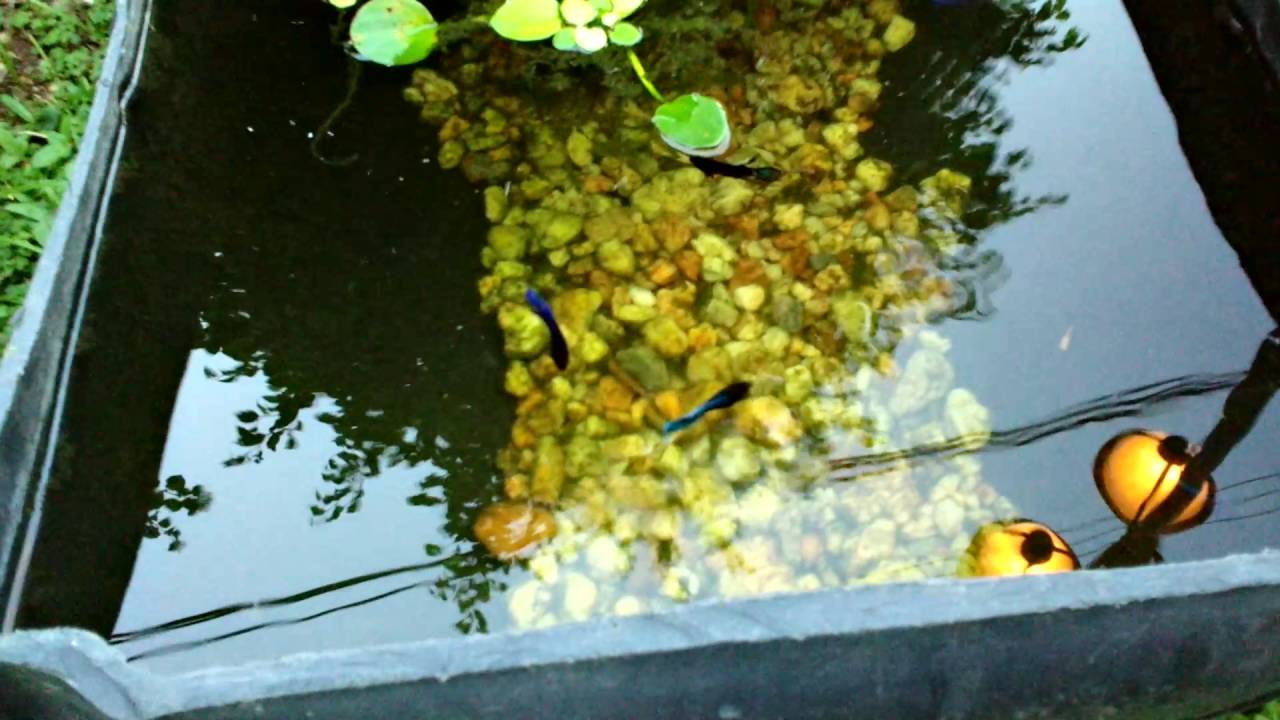 Betta(Siamese Fighter) Outdoor Habitat