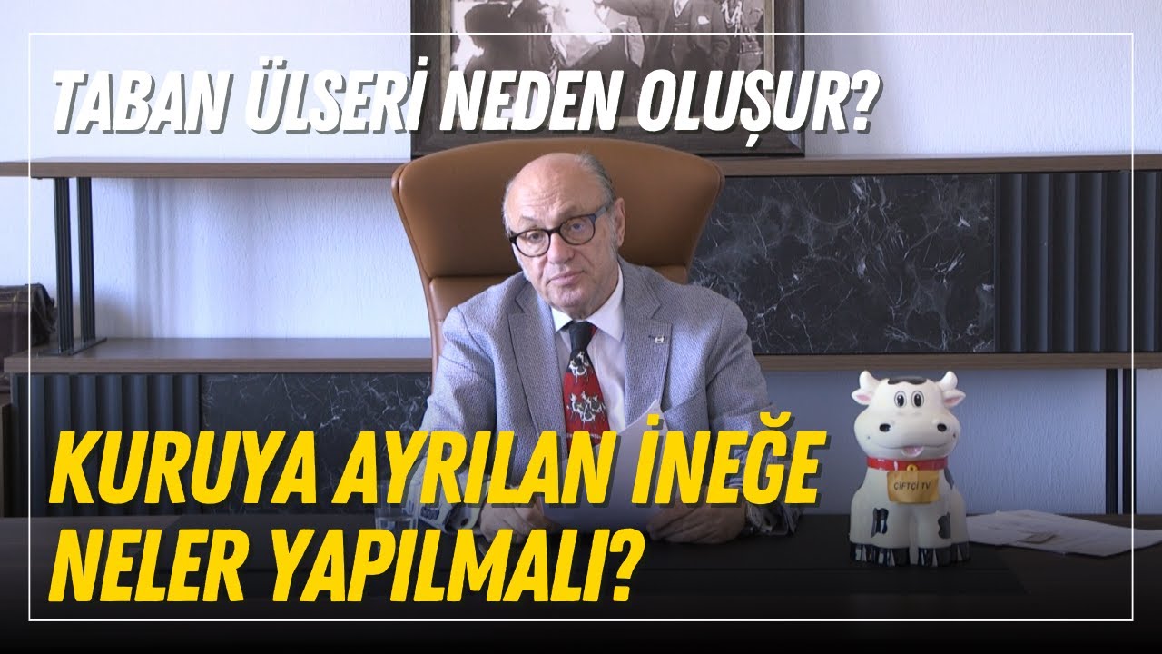 Kuruya Ayrılan İneğe Yapılması Gerekenler / Taban Ülseri Neden Oluşur?