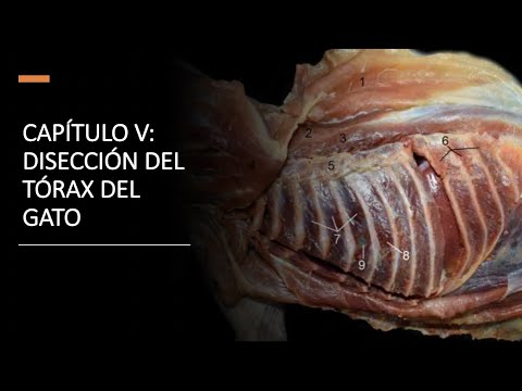 Video: Inflamación De La Mitad Del Tórax En Los Gatos: Mediastinitis En Los Gatos