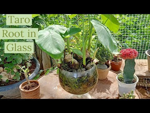 Taro or Potato! Taro root in water growing/ How to grow Taro Root in Glass