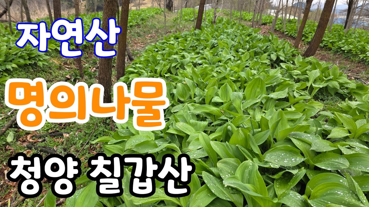 명의나물(산마늘) 관련 영상 썸네일