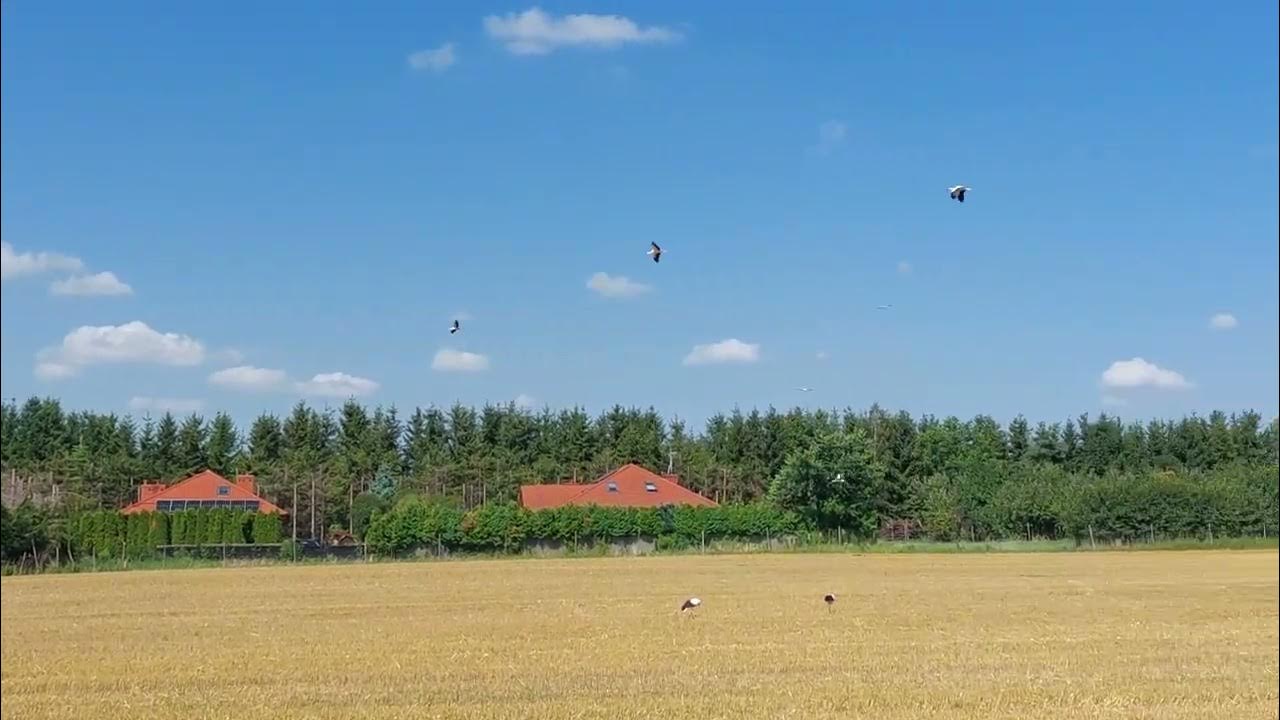 Na Chwilę Przed Odlotem Wśród Ptasich Stad www.youtube.com