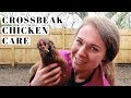 Why Crossbeak Chickens are HIGHLY VALUABLE to Every Flock