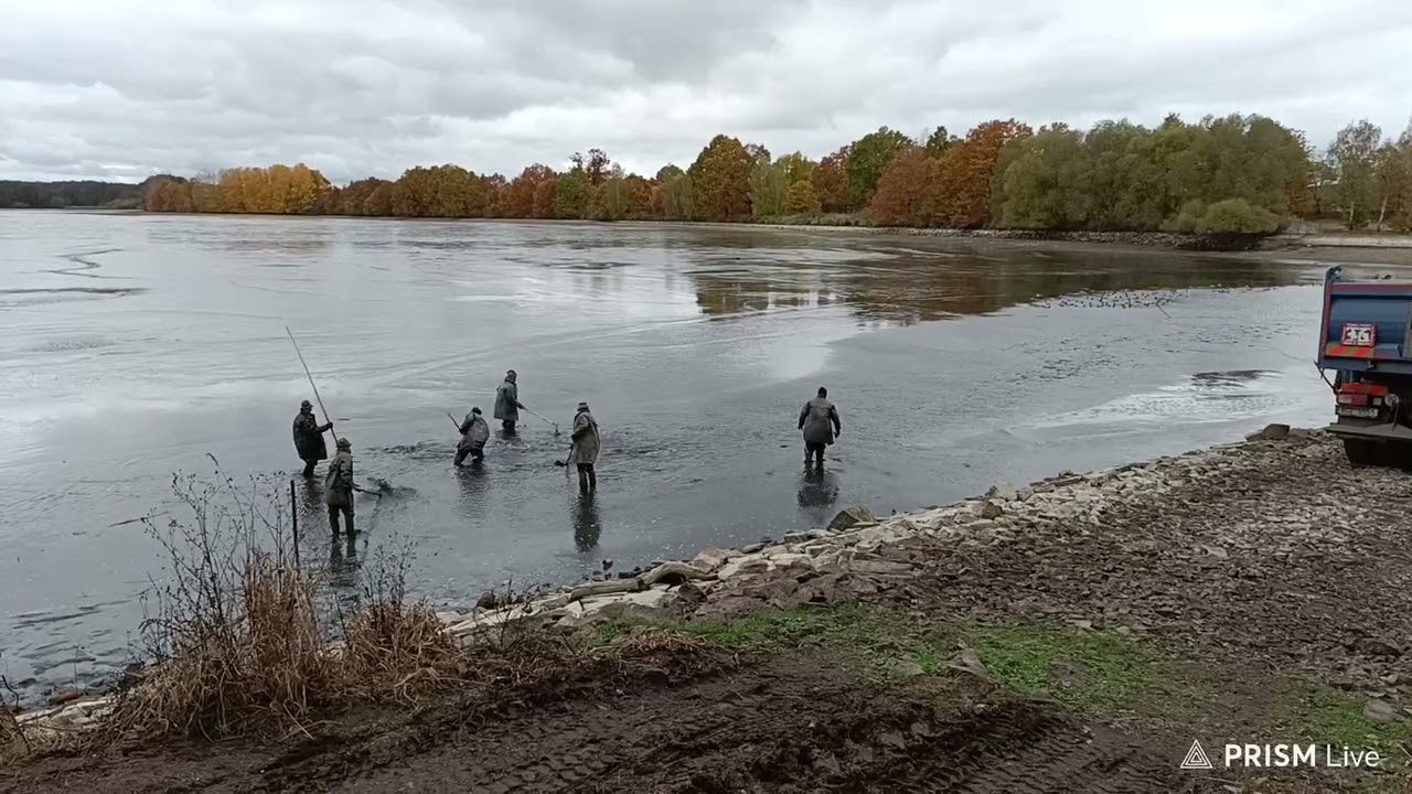 Výlov rybníka Buzický, part 1 - live stream