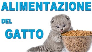 Alimentazione del Gatto - Cibi OK e Consigli Utili