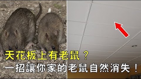 天花板上有老鼠？教你一招，保證3天後你家的老鼠全部消失，不用殺生！