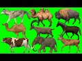 Cartoon animal green screen | green screen animation effect | cartoon animal green screen video