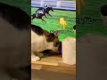 【猫】またたびスプレーを見つけた三毛猫