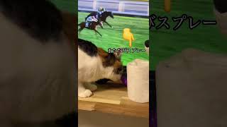 【猫】またたびスプレーを見つけた三毛猫