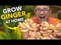 Ginger masterclass plant once harvest forever