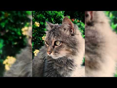 Vidéo: Chat anatolien