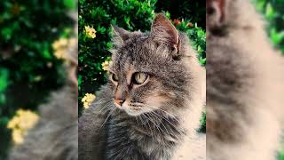 Bobtail américain. Avantages et inconvénients, Prix, Comment choisir, Faits, Soins, Histoire by Chat Chien et Amis 314 views 1 year ago 6 minutes, 37 seconds