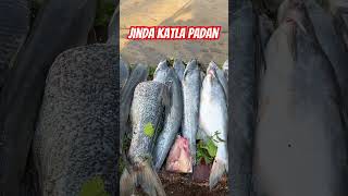#fishing #fish #fishcutting #carpfishing #food #carp #bigfish #seafood #streetfood #cooking #fishcut