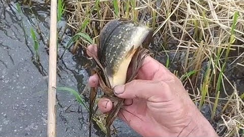 Đồng Cắt Lâu Xiệt Vẫn Có Cá Nhiều Thấy Mà Ham Luôn@