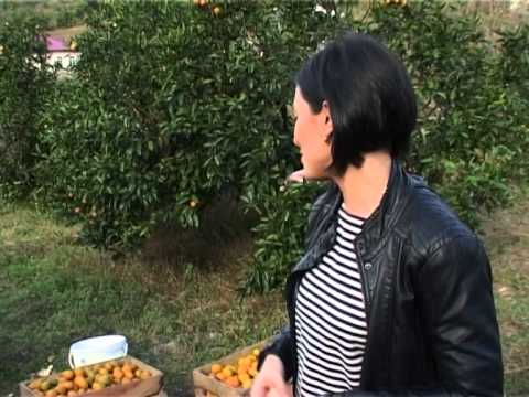 სიუჟეტი მანდარინები \"ახალი დილა\" ავტორი: ZuKa Mgeladze - ზუკა მგელაძე