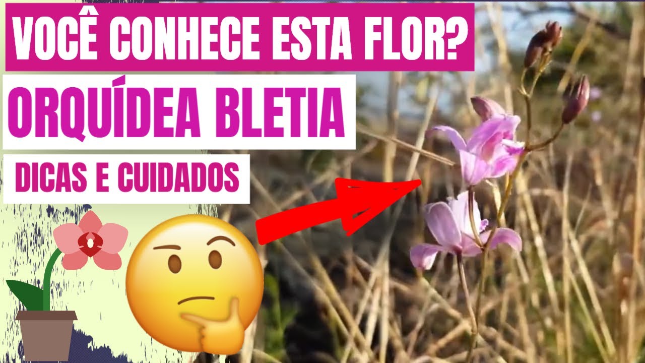 COMO CUIDAR DE ORQUÍDEAS BLETIA - thptnganamst.edu.vn