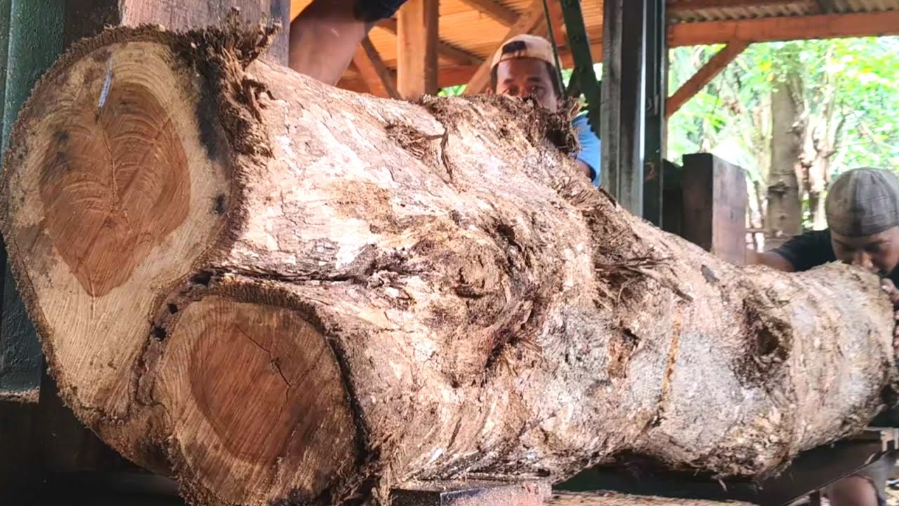 Sawing sacred monster teak wood 